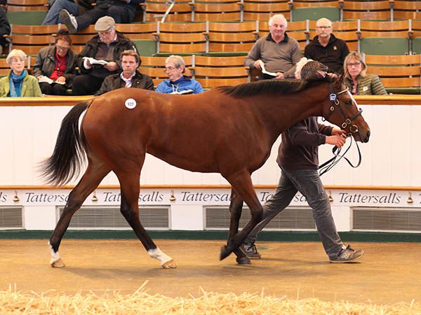 Lot 927: Exceed And Excel (AUS) / Tiana (GB)