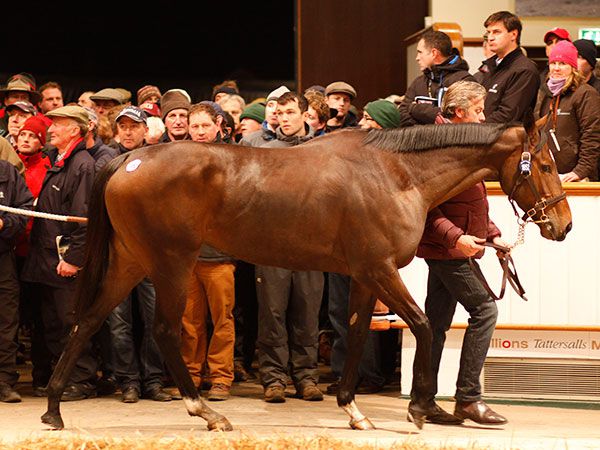 Just The Judge Selling for 4.5m Guineas