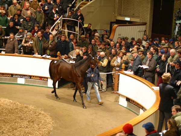 A packed sale ring at the Tattersalls December Sale