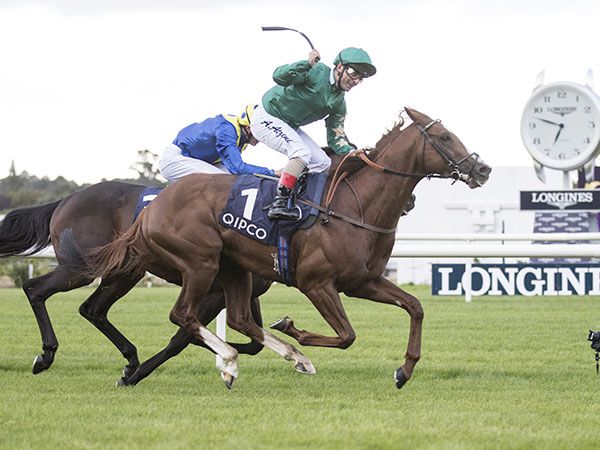 The Dam of Multiple Group 1 Winner Decorated Knight is Catalogued
