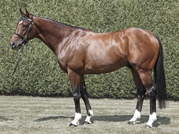 There are 9 mares catalogued in foal to Frankel. 
