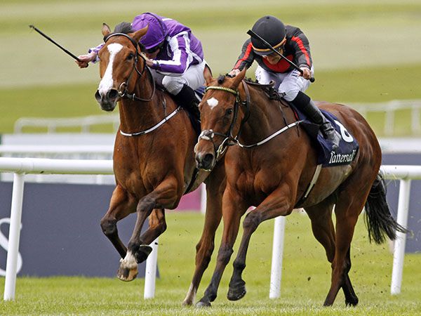 Irish 1000 Guineas winner JET SETTING was bought at Tattersalls as a HIT for 12,000 gns.