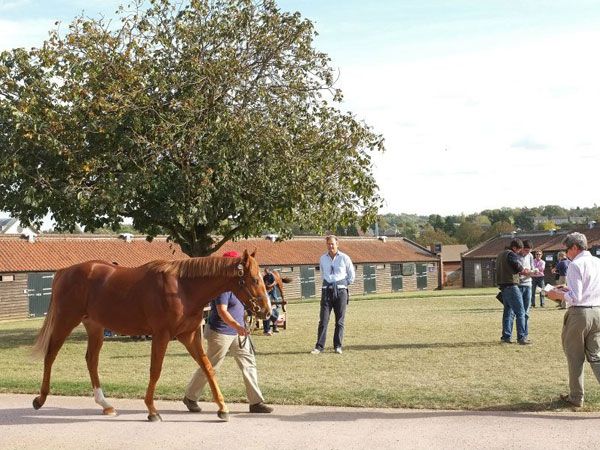 Yearling inspections at Tattersalls