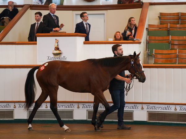 Lady Lightning selling for 30,000 guineas at Book 1 of the Tattersalls October Yearling Sale. 