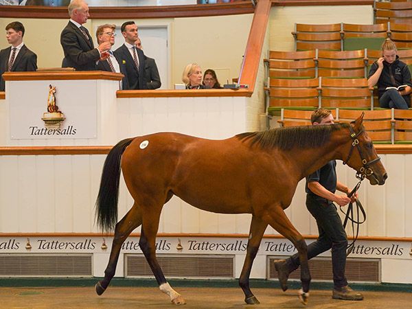 Miss Lamai selling for 115,000 guineas at Book 1 of the Tattersalls October Yearling Sale 
