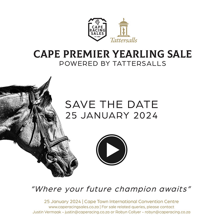 Thoroughbred Sales 2024 Hatty Kordula