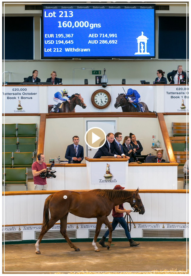 VIDEO Spectacular Results at Tattersalls Somerville Yearling Sale