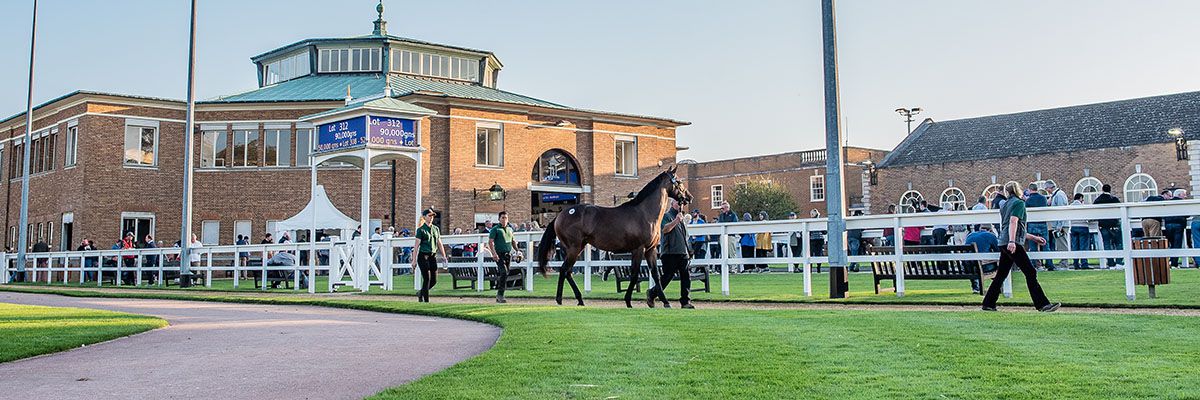 December Yearling Sale