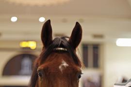 Lot  2088a Anew Tattersalls