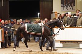 Lot  2108b Premium Tattersalls