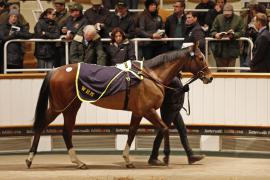 Lot  2129b Purr Along Tattersalls