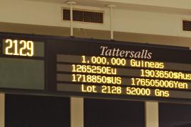 Lot  2129c Purr Along Tattersalls