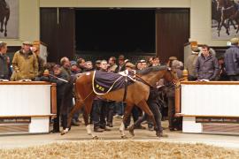 Lot  2129d Purr Along Tattersalls