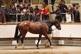 Lot  2130a Light Up My Life Tattersalls