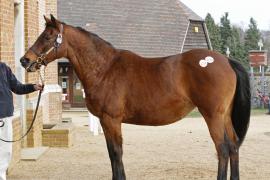 Lot  2275a Capistrano Day Tattersalls