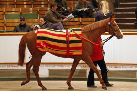 Lot  2175 T D M4549 Tattersalls