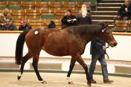 Lot  2283 T D M4623 Tattersalls