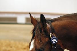 Lot  2292 T D M4690 Tattersalls