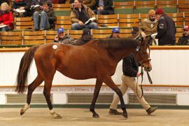 Lot  2292 T D M4700 Tattersalls