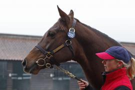 Lot  2305 T D M4801 Tattersalls