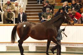 Lot  2346 T D M4839 Tattersalls