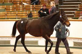 Lot  2346 T D M4853 Tattersalls