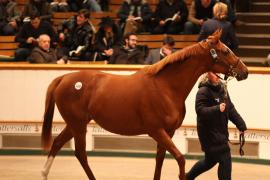 Lot  2288 T D M 0893 Tattersalls