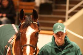 Lot  2295 T D M 0954 Tattersalls