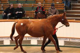 Lot  2473 T D M 0230 Tattersalls