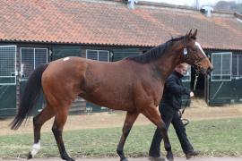 Lot  2480 T D M 0375 Tattersalls