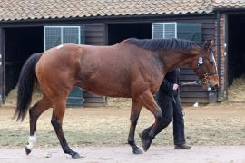 Lot  2480 T D M 0395 Tattersalls