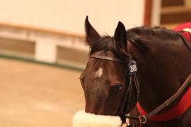 Lot  2606 T D M 0697 Tattersalls