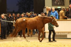 Lot  1811 T D M1191 Tattersalls