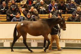 Lot  1813 T D M1257 Tattersalls