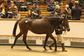 Lot  1814 T D M1323 Tattersalls