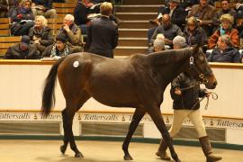 Lot  1814 T D M1328 Tattersalls