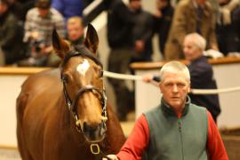 Lot  1823 T D M1627 Tattersalls