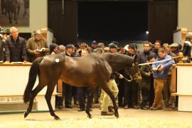 Lot  1826 T D M1729 Tattersalls