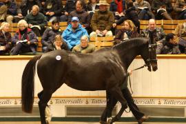 Lot  1836 T D M1869 Tattersalls