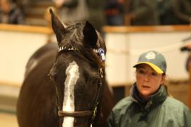 Lot  1836 T D M1896 Tattersalls