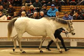 Lot  1837 T D M1927 Tattersalls