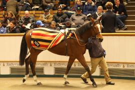 Lot  1840 T D M2011 Tattersalls