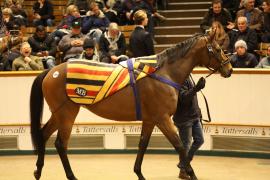 Lot  1848 T D M2153 Tattersalls