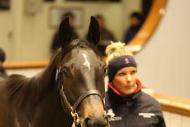 Lot  1866 T D M2394 Tattersalls