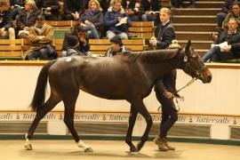 Lot  1866 T D M2545 Tattersalls