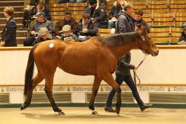 Lot  1877 T D M2635 Tattersalls