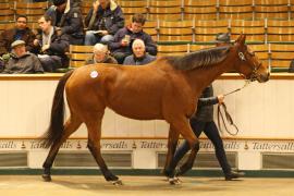 Lot  1877 T D M2682 Tattersalls