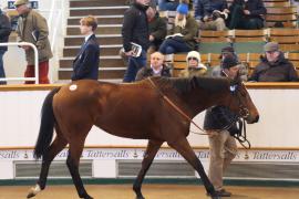 Lot  1962 T D M0079 Tattersalls