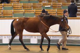 Lot  1962 T D M0116 Tattersalls