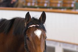 Lot  1962 T D M0141 Tattersalls